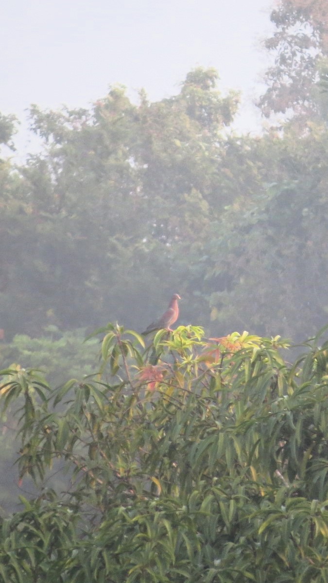 Red-billed Pigeon - ML646641861