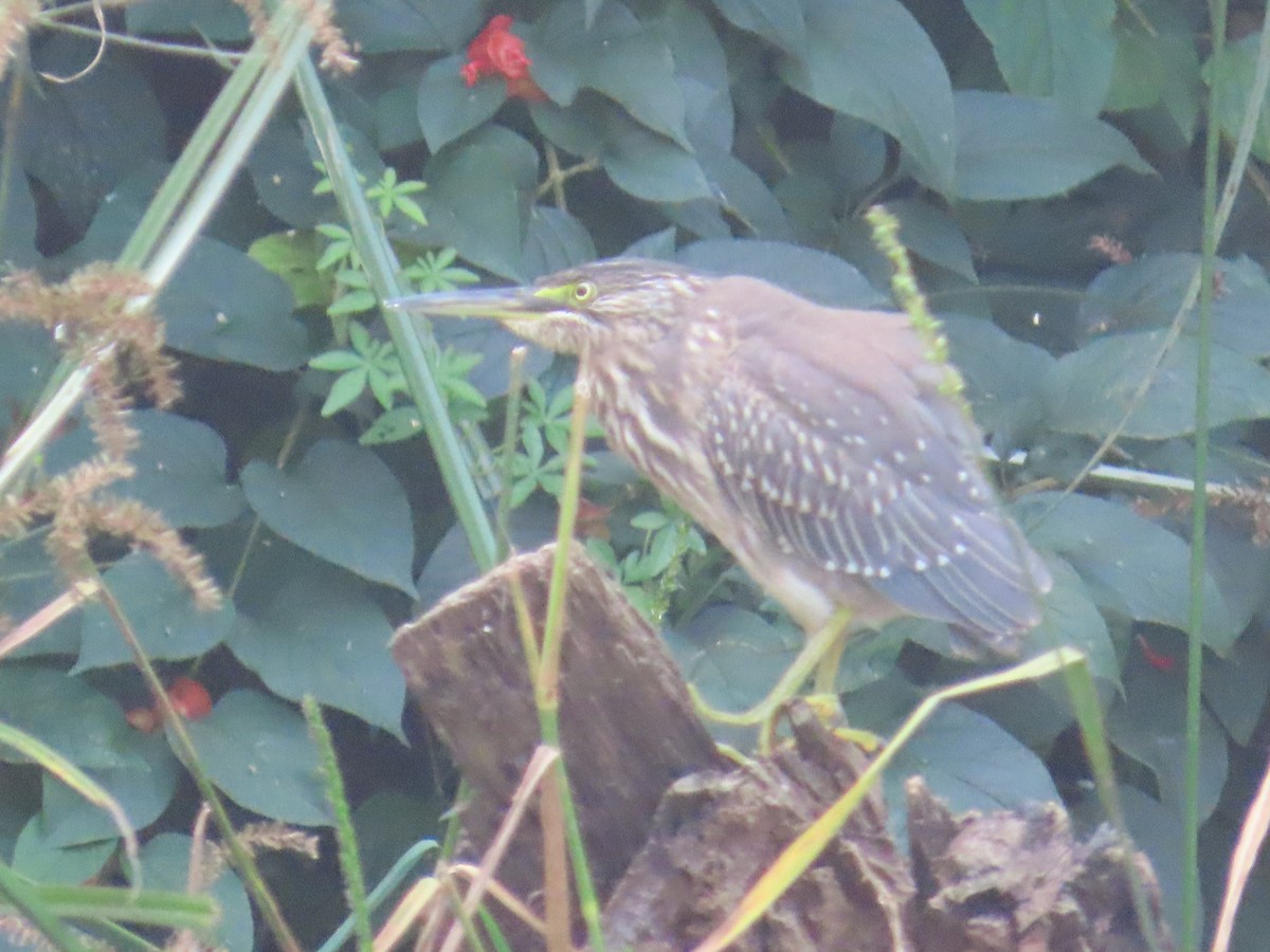 Black-crowned Night Heron - ML646641864