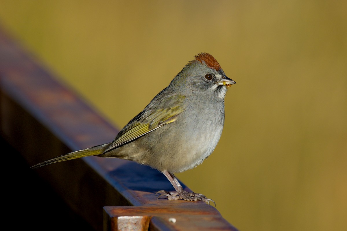 Yeşil Kuyruklu Tovi - ML646641865