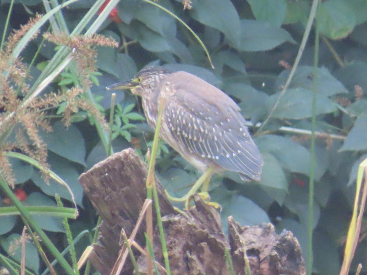 Black-crowned Night Heron - ML646641866