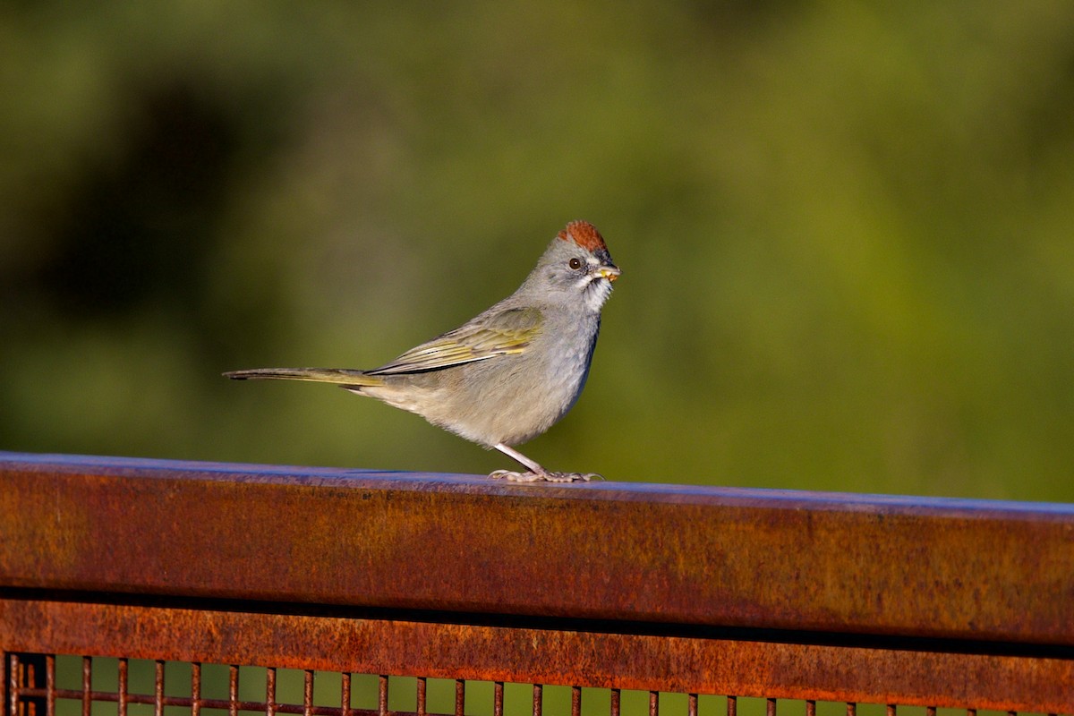 Yeşil Kuyruklu Tovi - ML646641867