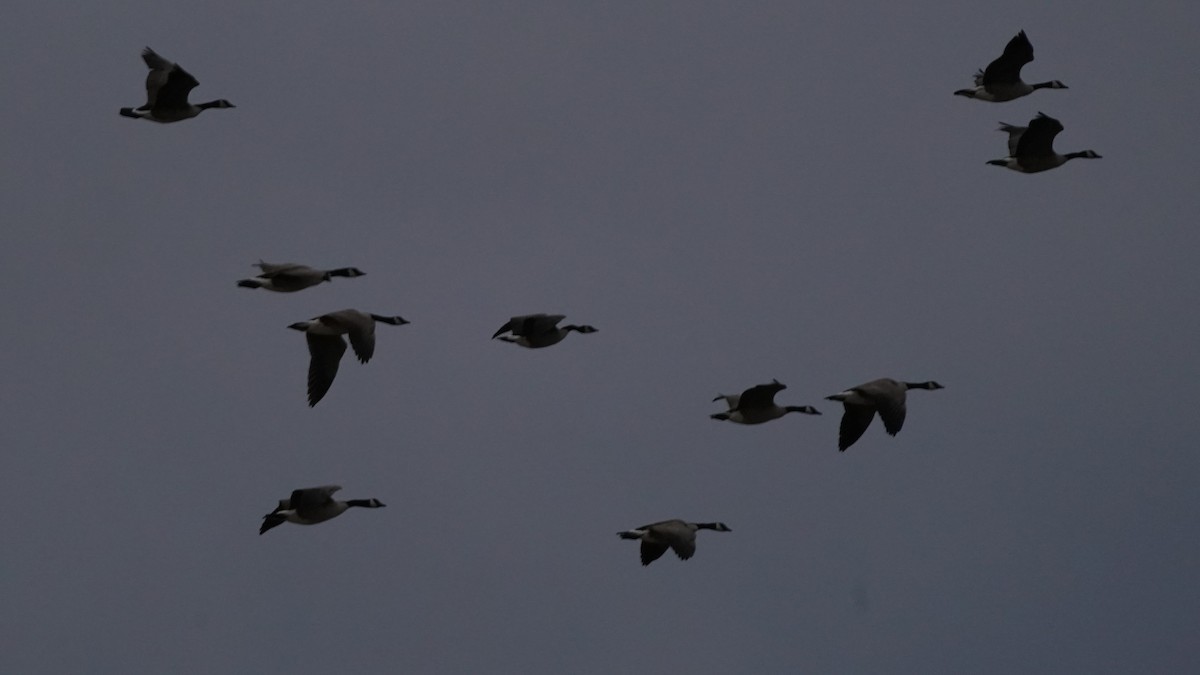 Canada Goose - ML646641870