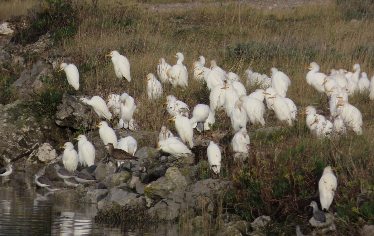 Western Cattle-Egret - ML646641876