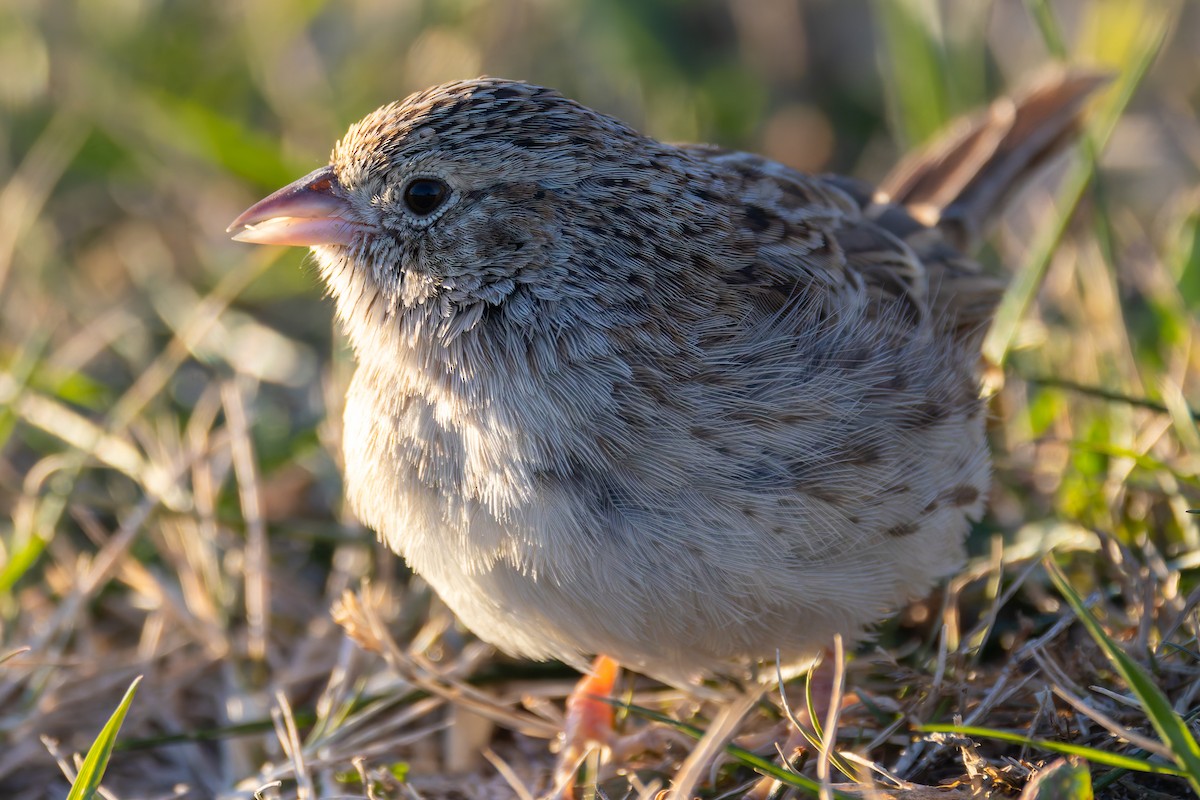 Cassin's Sparrow - ML646641878