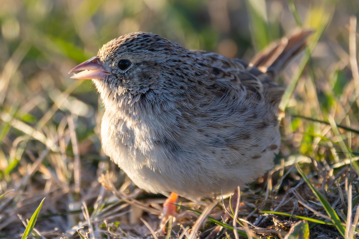 Cassin's Sparrow - ML646641879