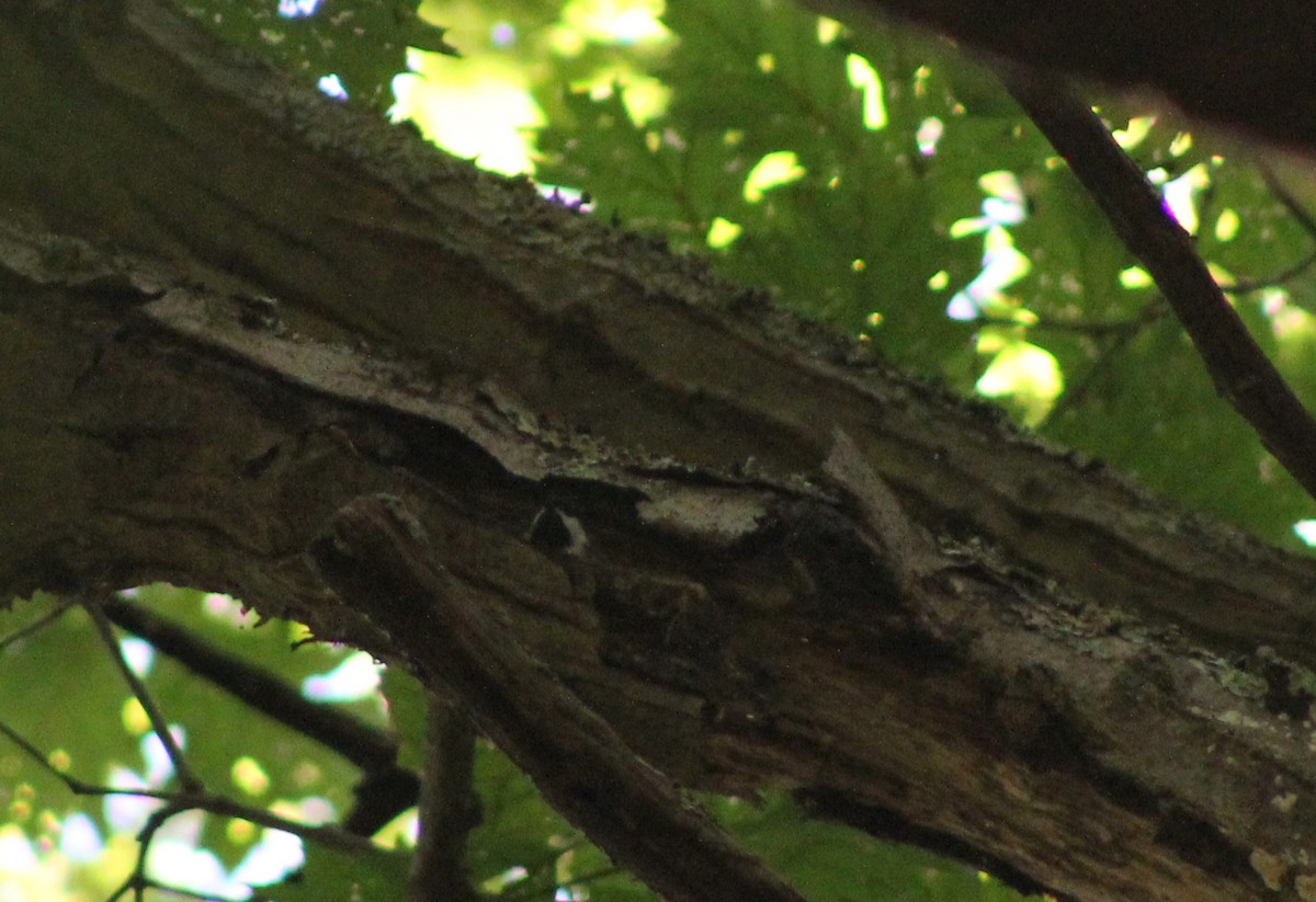 Black-capped Chickadee - ML646641880