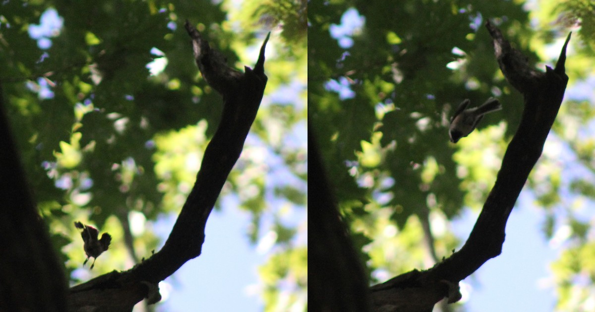 Black-capped Chickadee - ML646641881