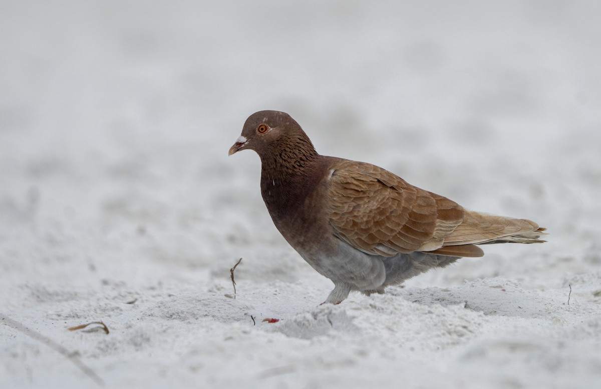יונת בית - ML646641884
