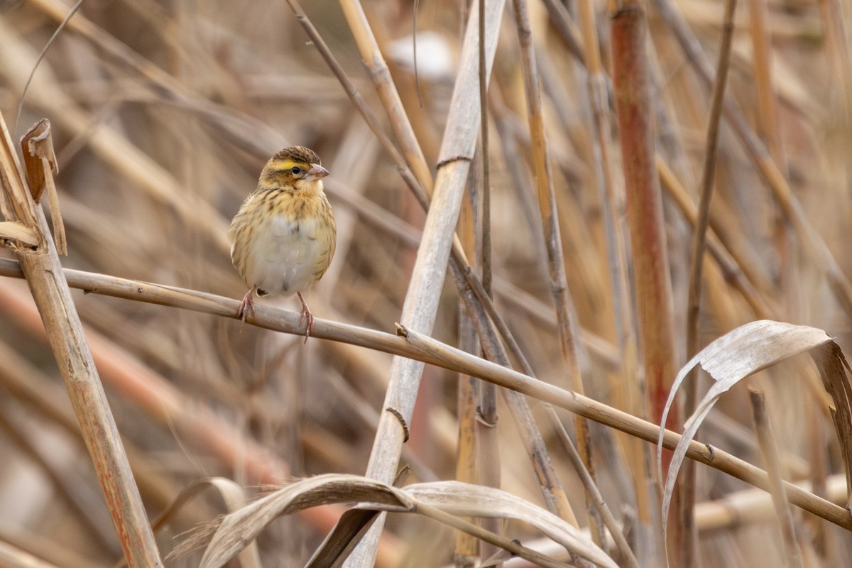 Yellow-crowned Bishop - ML646641886