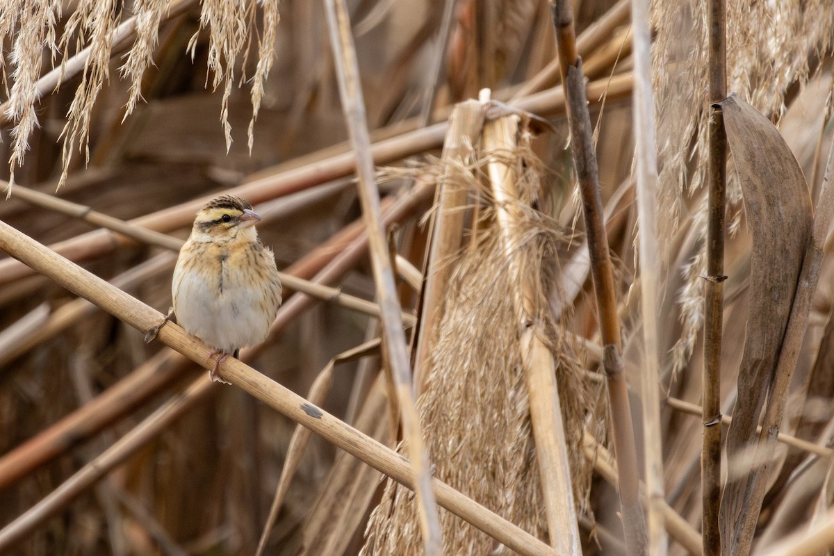 Yellow-crowned Bishop - ML646641887