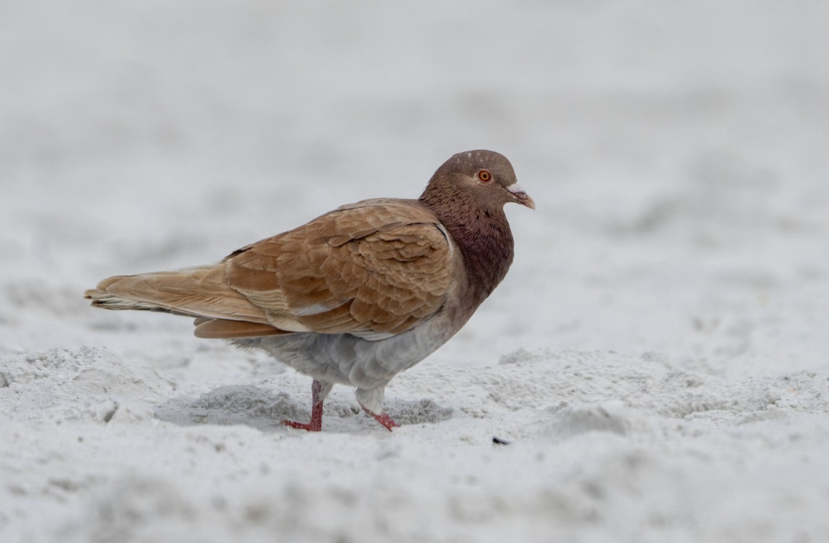 יונת בית - ML646641888