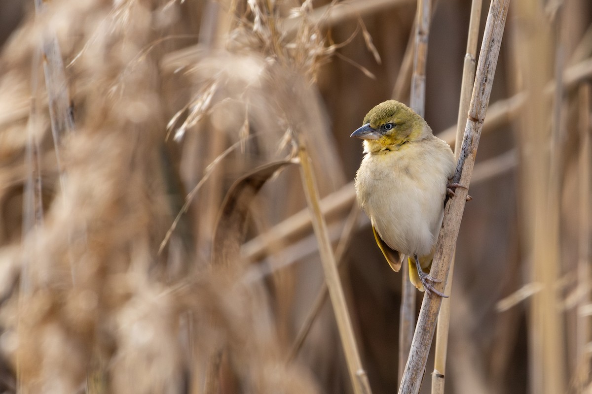 Black-headed Weaver - ML646641893