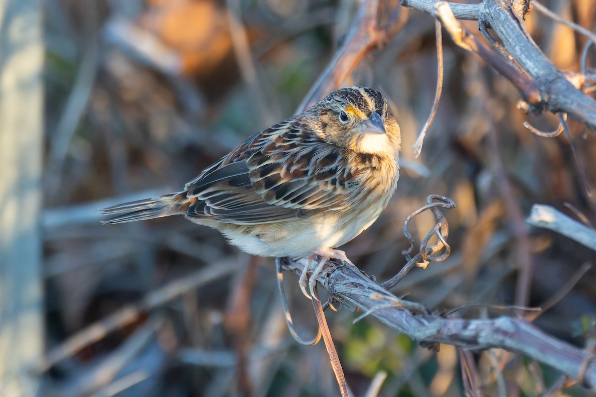 Grasshopper Sparrow - ML646641894