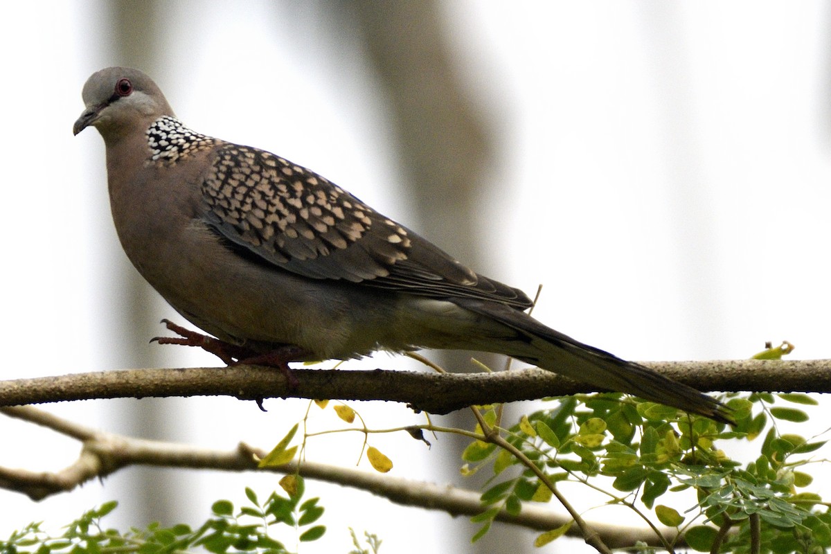 Perlhalstaube - ML646641896