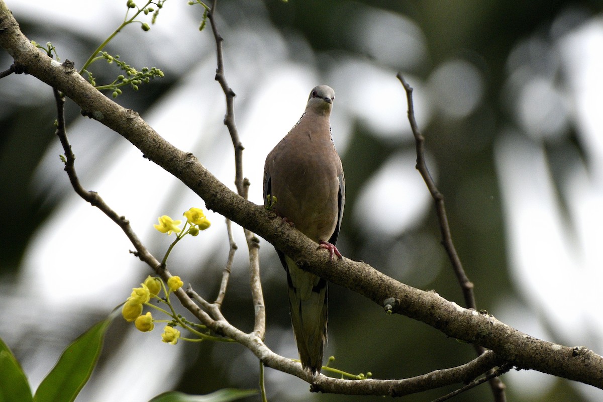 Perlhalstaube - ML646641897