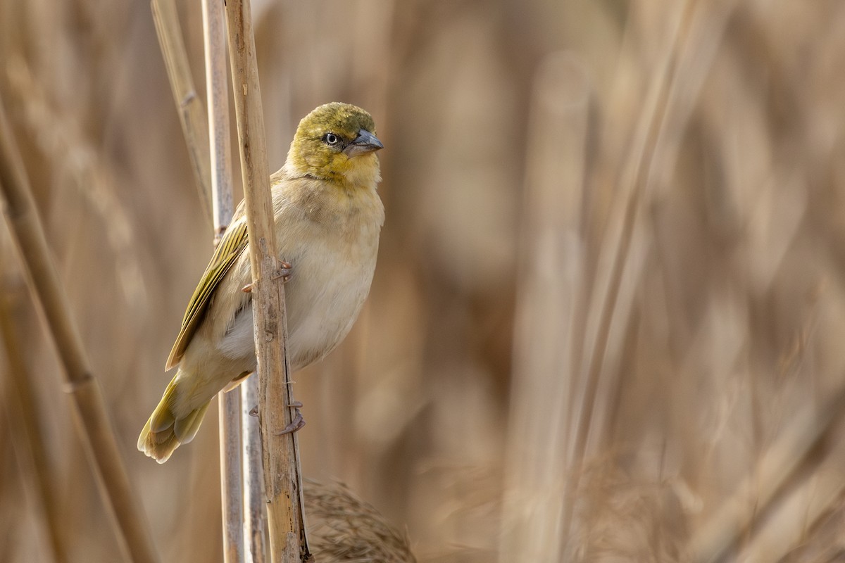 Black-headed Weaver - ML646641901