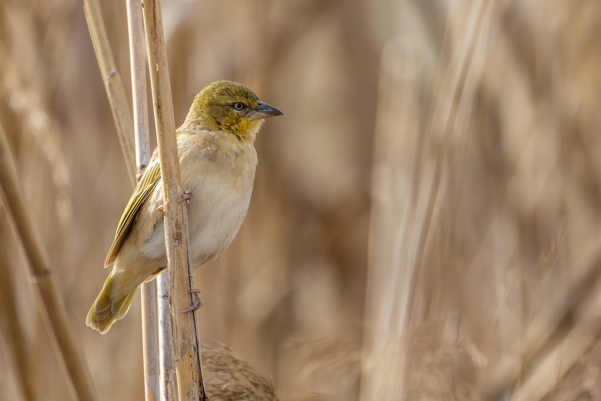 Black-headed Weaver - ML646641902