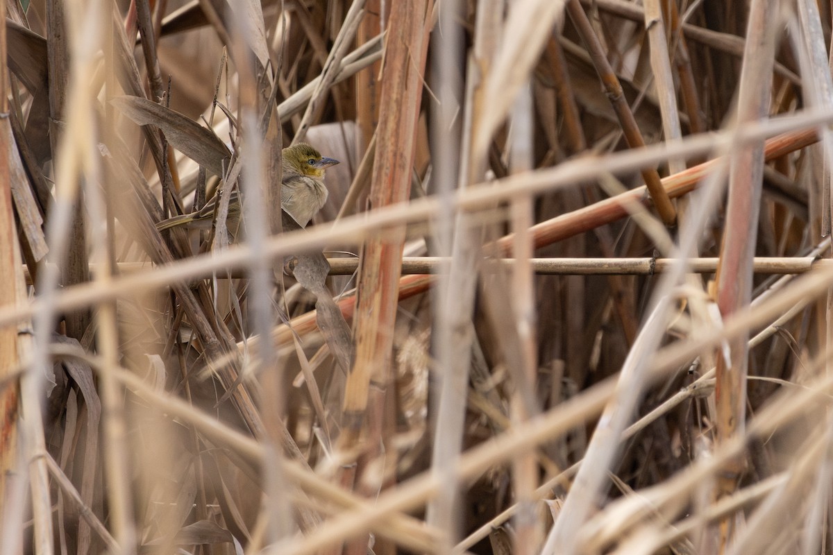 Black-headed Weaver - ML646641904