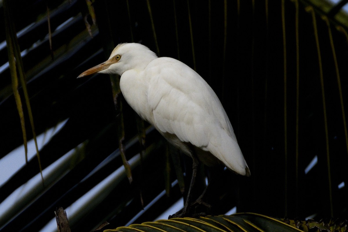 Koromandelkuhreiher - ML646641906