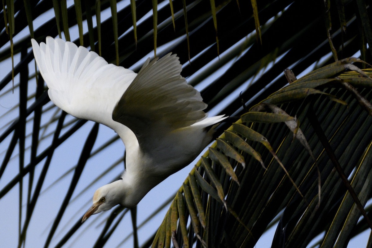 Koromandelkuhreiher - ML646641907