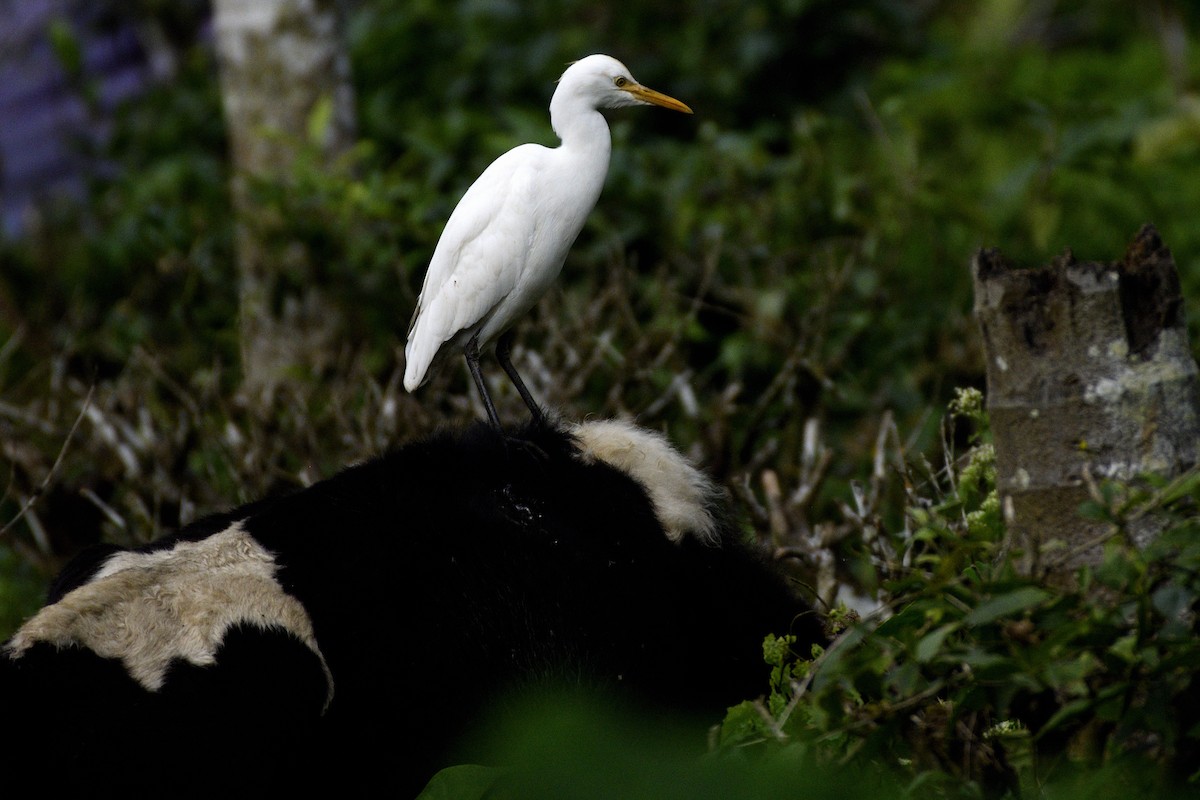 Koromandelkuhreiher - ML646641908