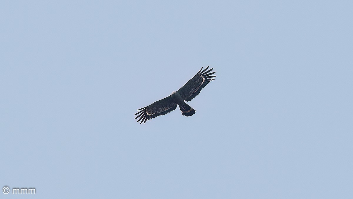 African Harrier-Hawk - ML646641909