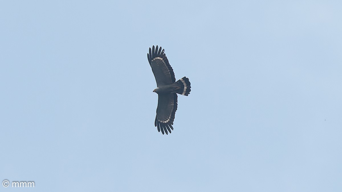 African Harrier-Hawk - ML646641910