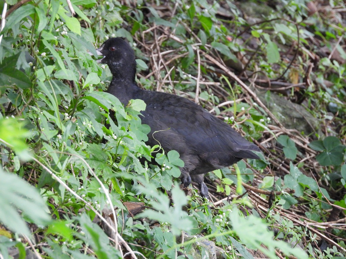 Foulque macroule - ML646641911