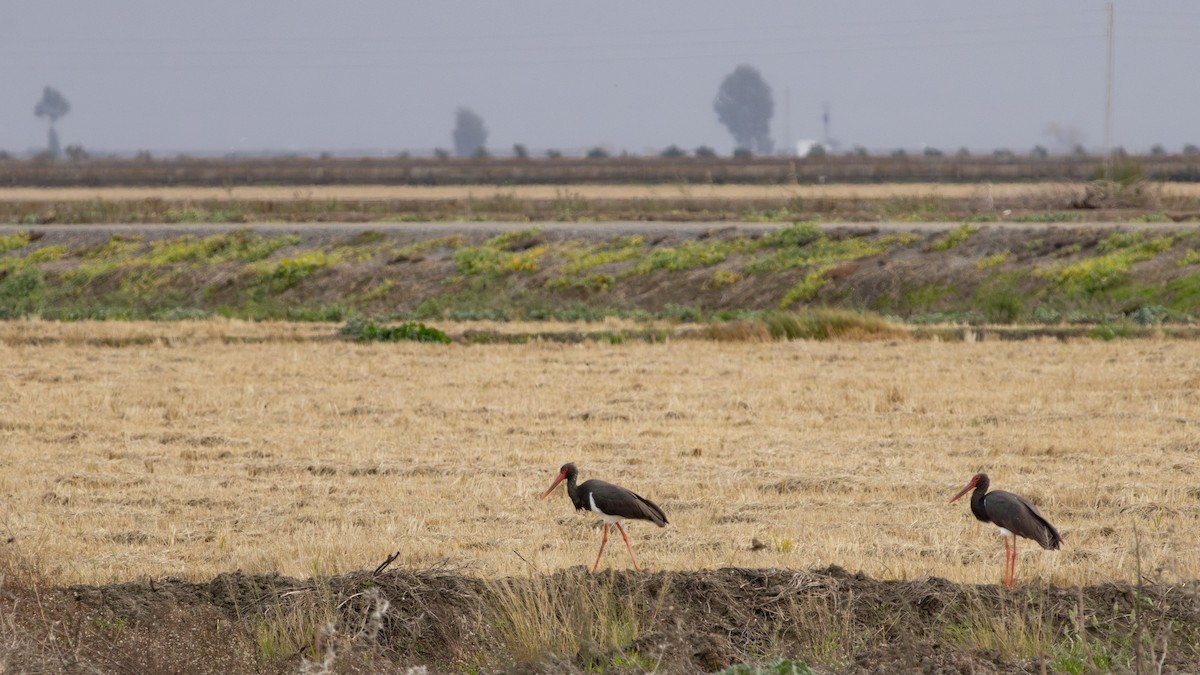 Black Stork - ML646641914