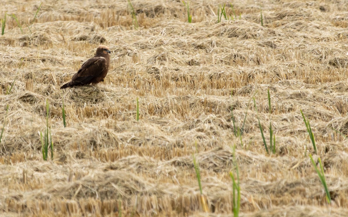 Western Marsh Harrier - ML646641916
