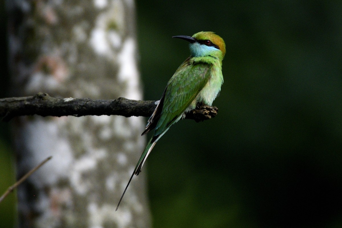 Bronzescheitel-Smaragdspint - ML646641917