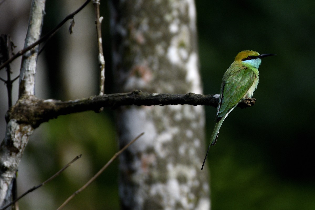 Bronzescheitel-Smaragdspint - ML646641918