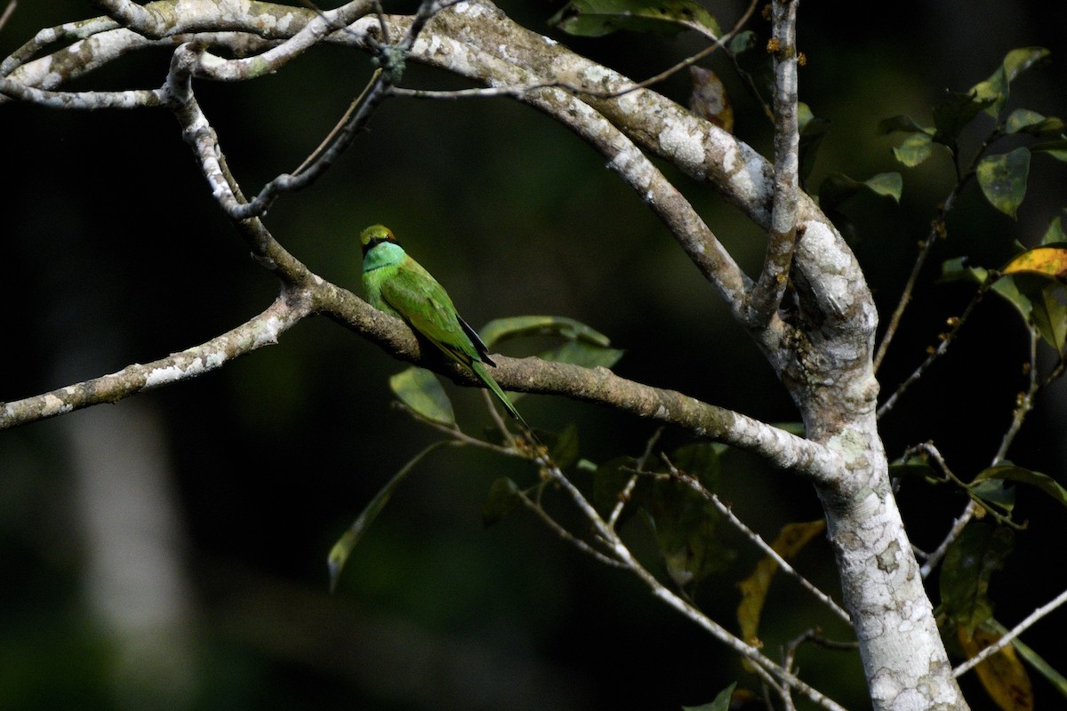 Bronzescheitel-Smaragdspint - ML646641919