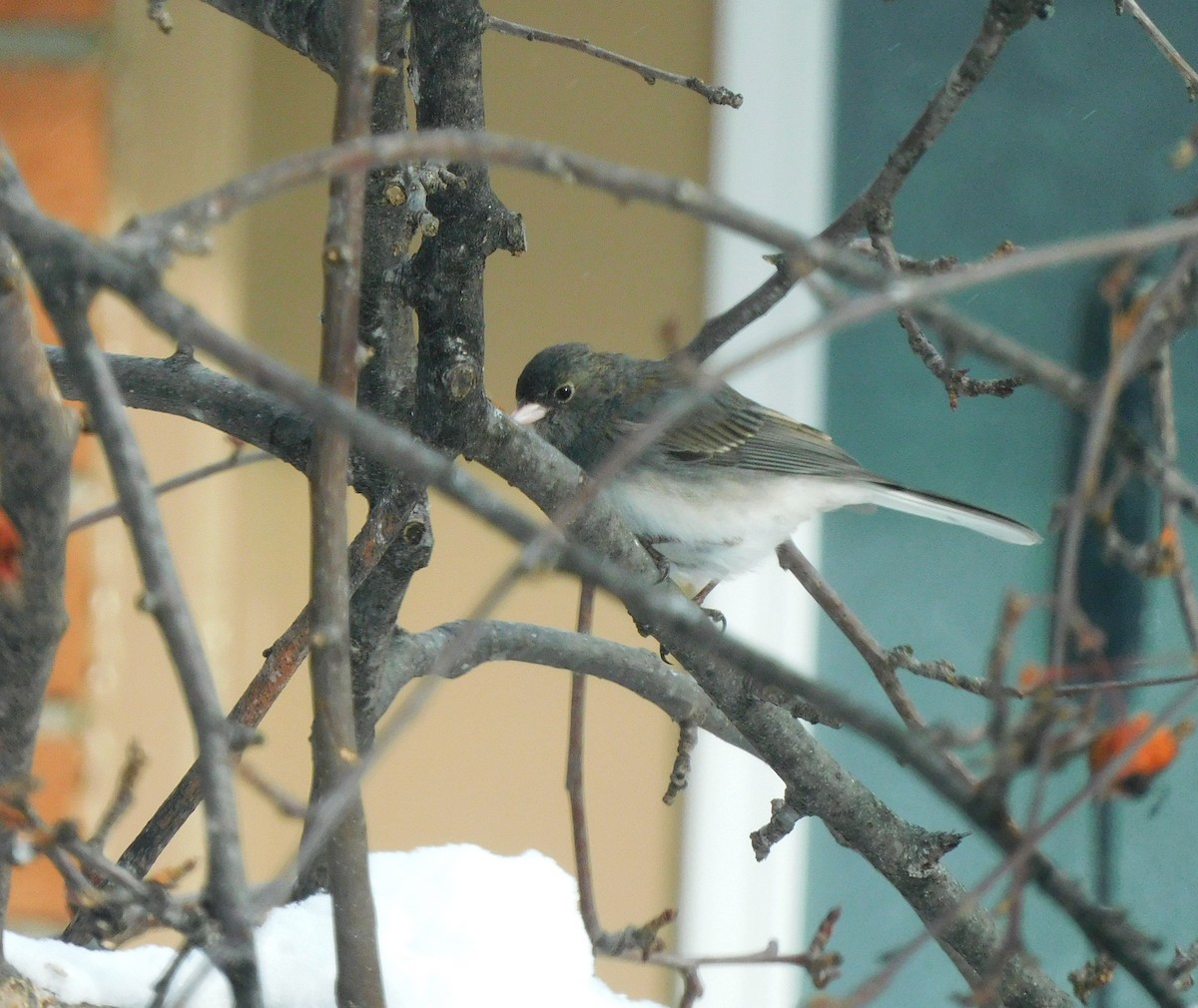 vinterjunko - ML646641920