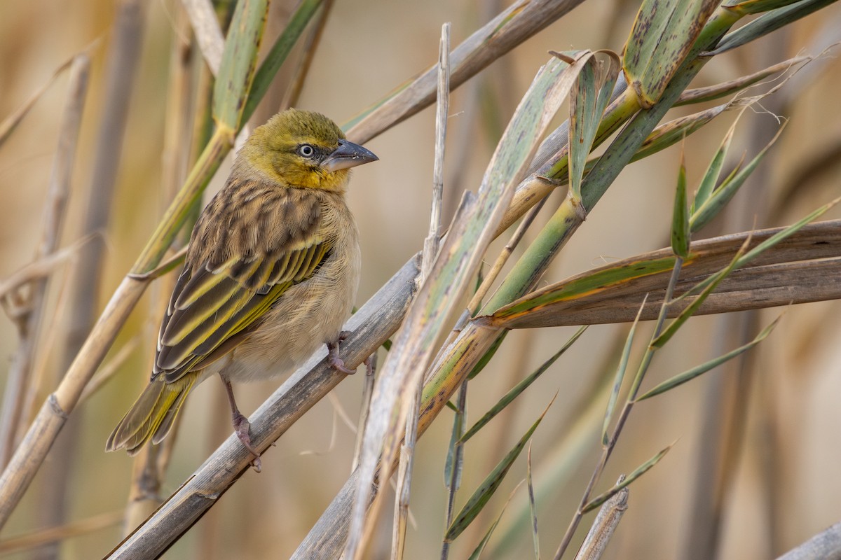 Black-headed Weaver - ML646641921