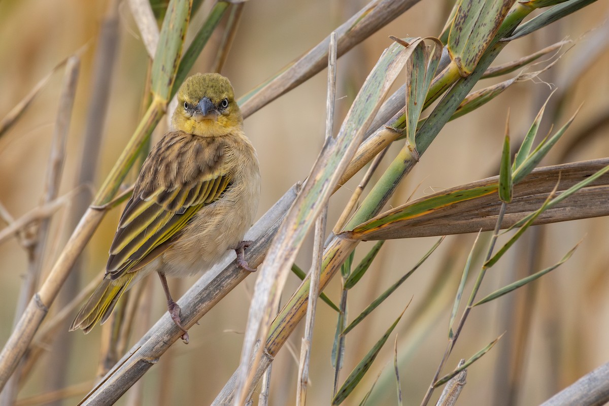 Black-headed Weaver - ML646641922