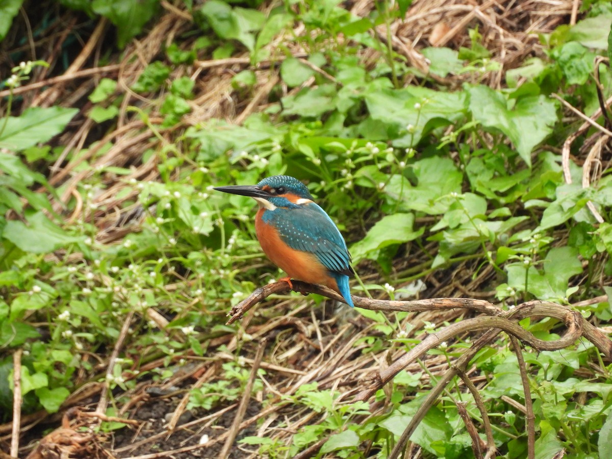 Martin-pêcheur d'Europe - ML646641923