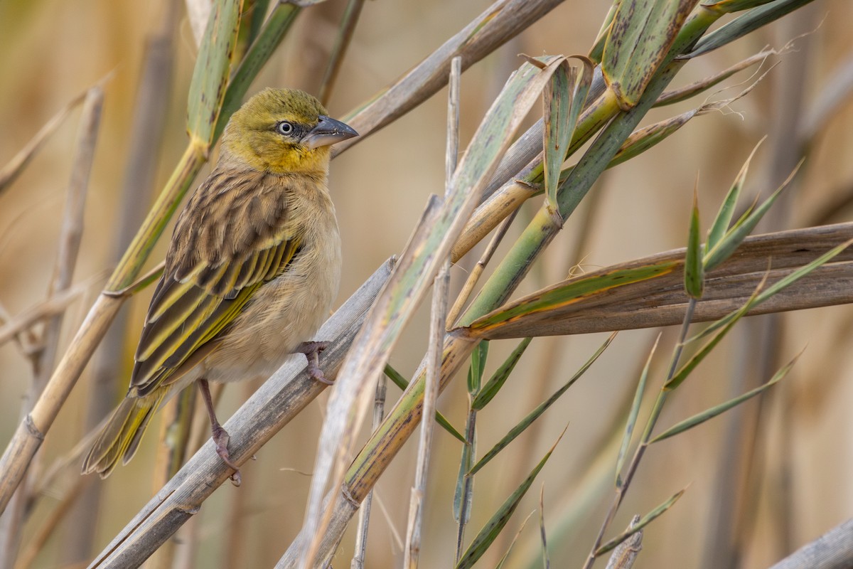 Black-headed Weaver - ML646641924