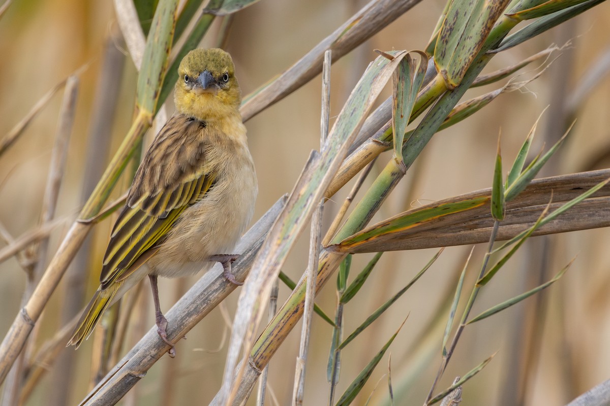 Black-headed Weaver - ML646641925