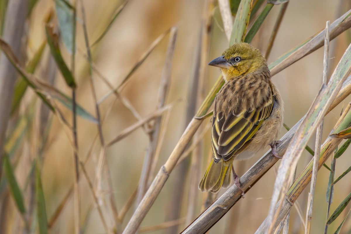 Black-headed Weaver - ML646641926