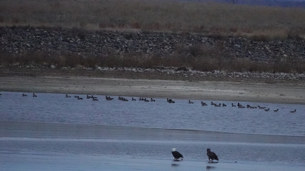 Cackling Goose - ML646641932