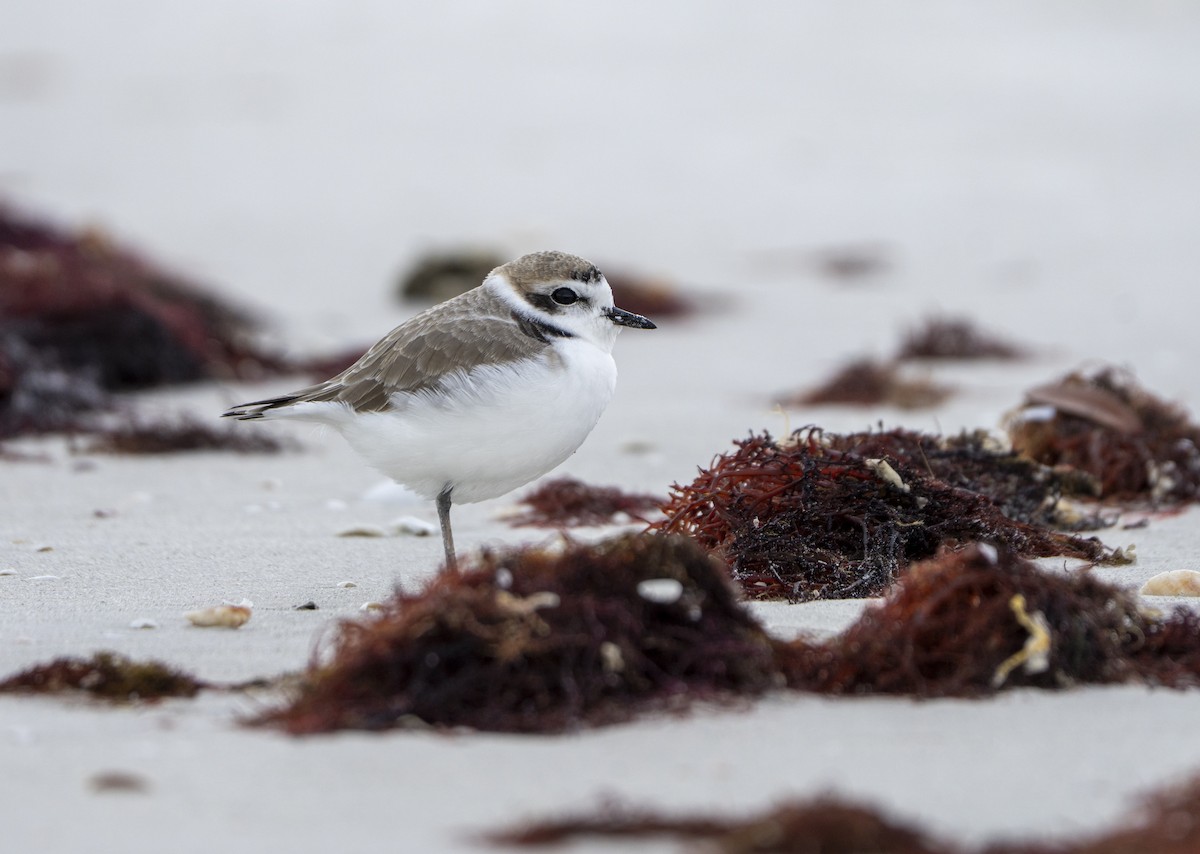 Snowy Plover - ML646641933