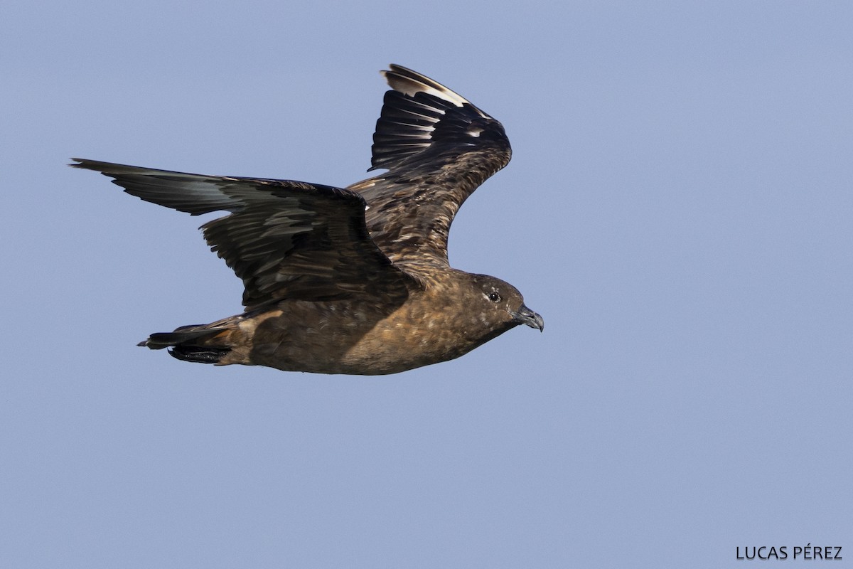 Большой поморник - ML646641934