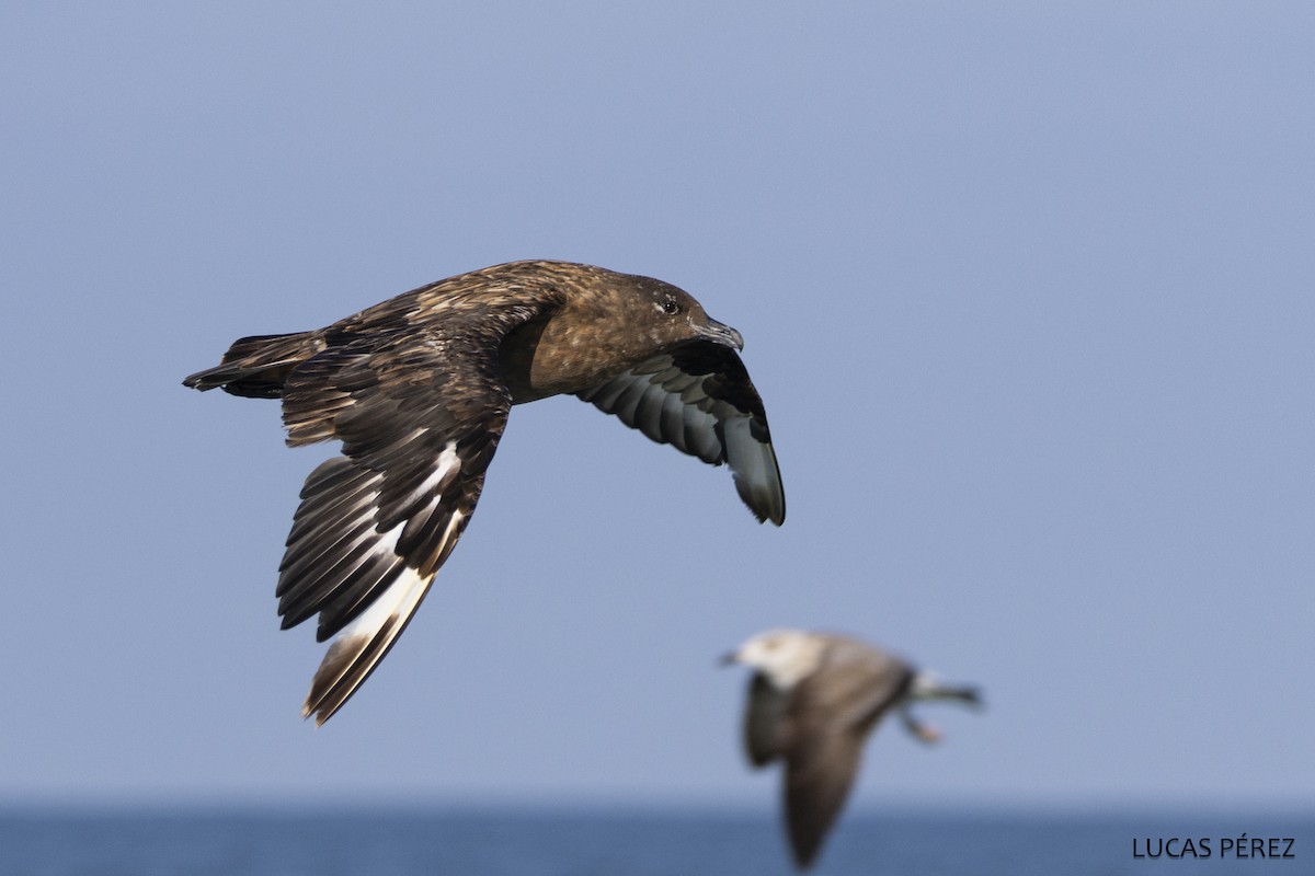 Большой поморник - ML646641935