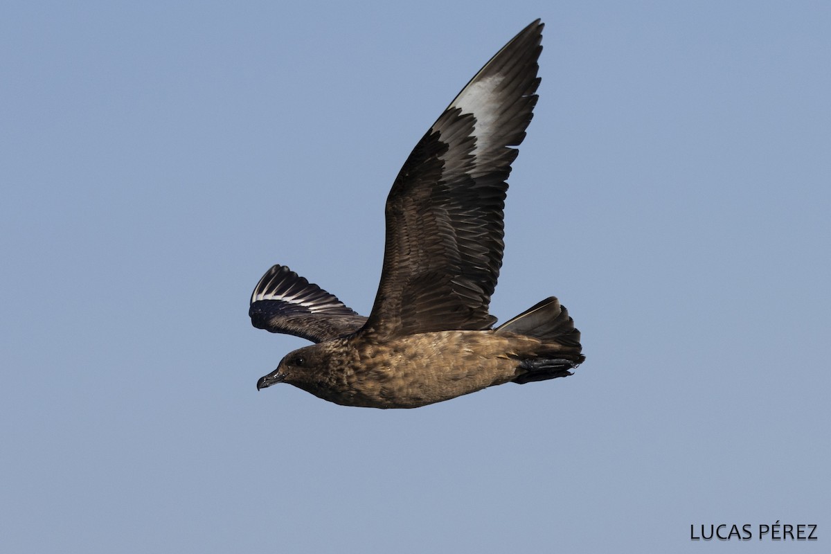 Большой поморник - ML646641936