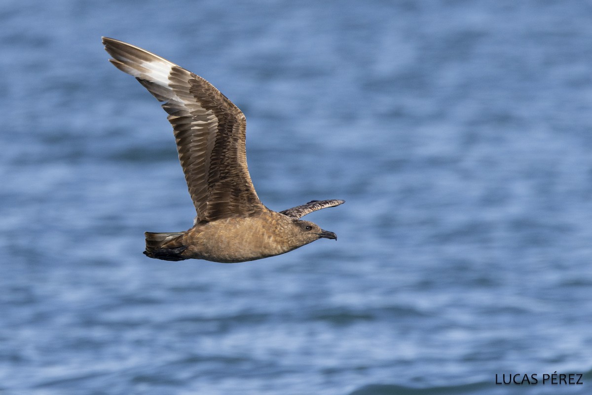 Большой поморник - ML646641937