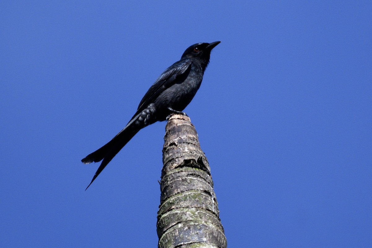 Graudrongo - ML646641940