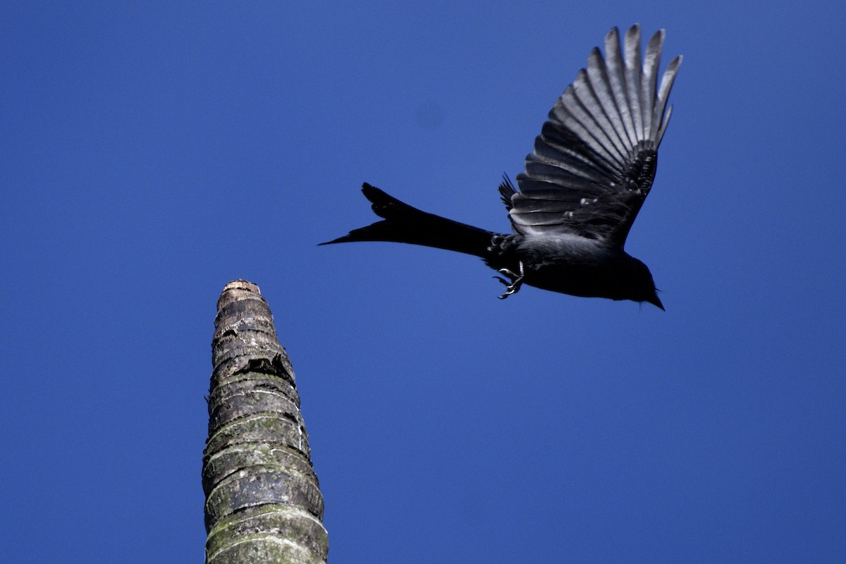 Graudrongo - ML646641941