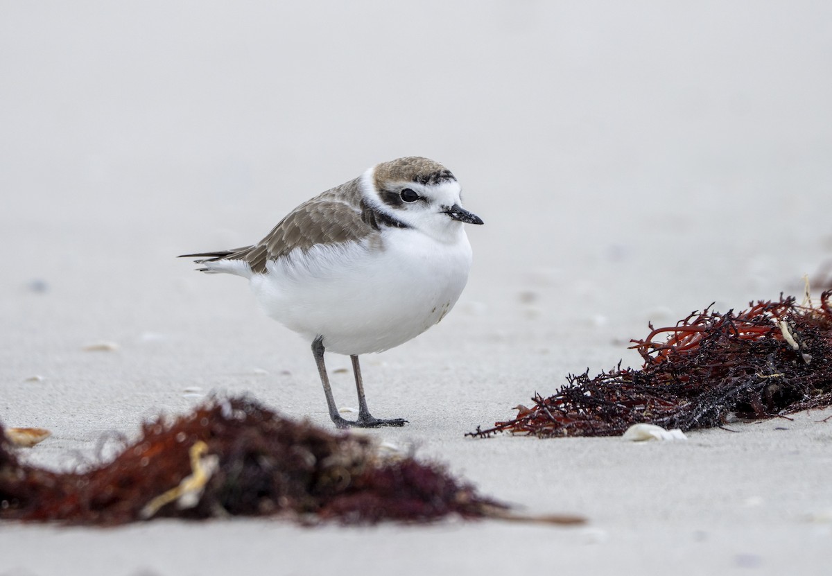Snowy Plover - ML646641947