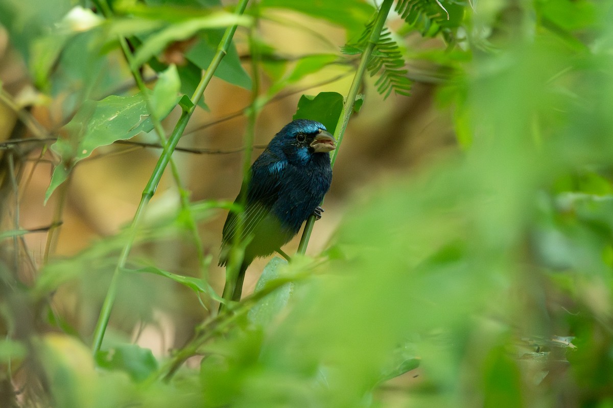 Blue Bunting - ML646641948